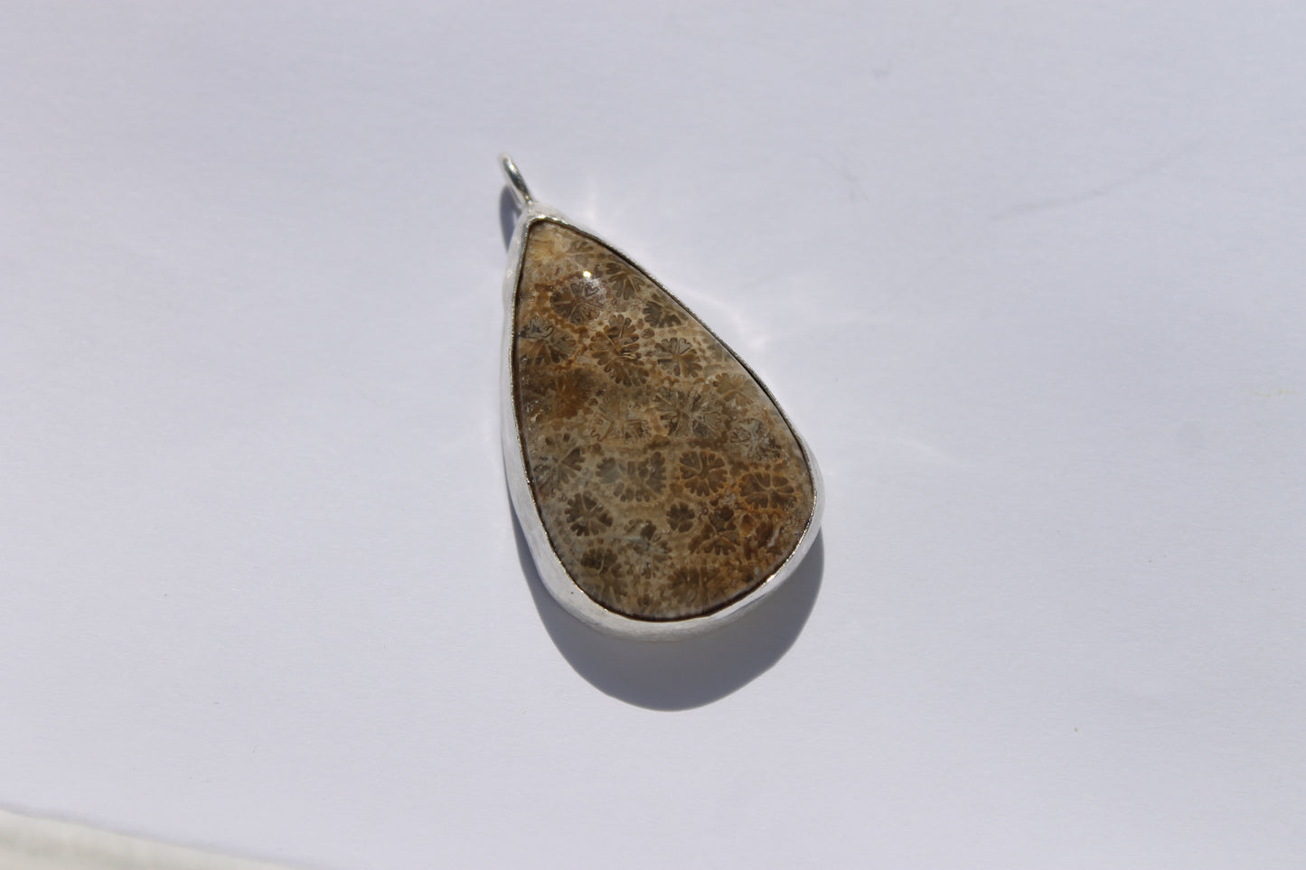 Fossilized coral w/ whale tail